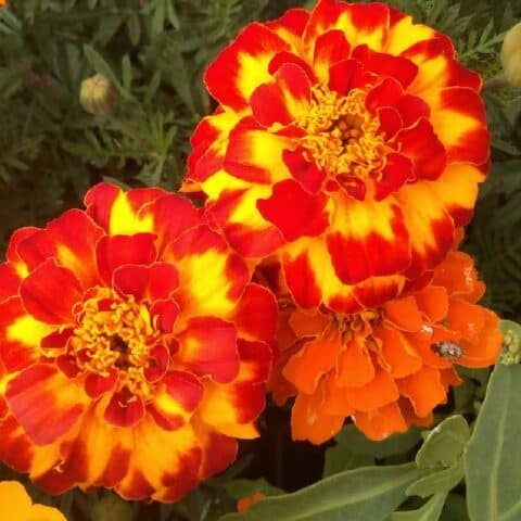 como cuidar clemolito