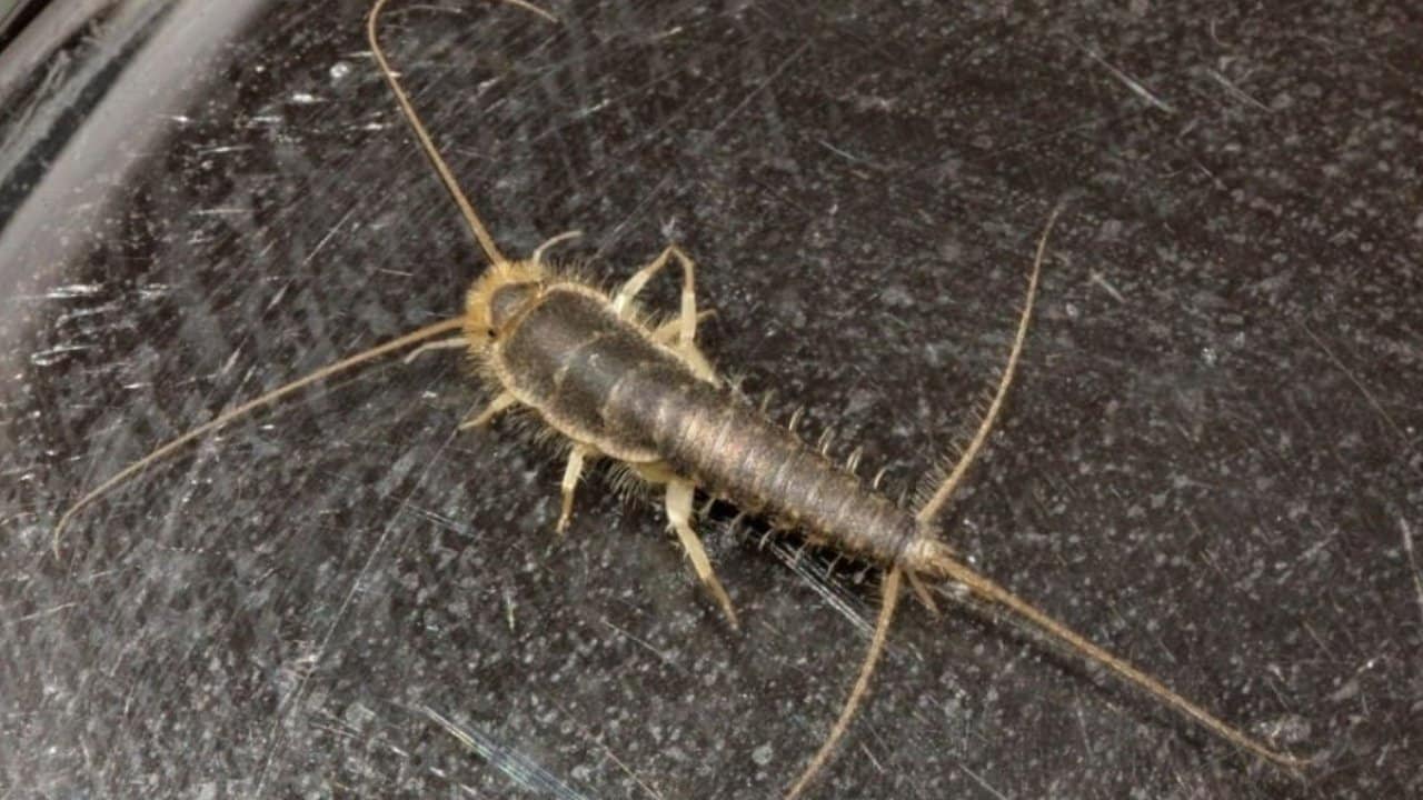 Cómo eliminar los pececillos de plata