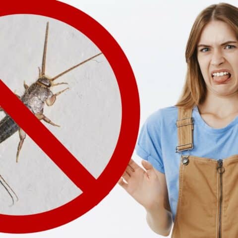 Cómo eliminar los pececillos de plata