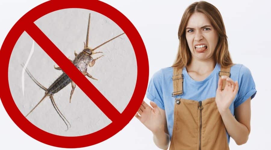 Cómo eliminar los pececillos de plata