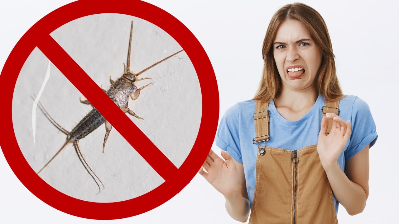 Cómo eliminar los pececillos de plata