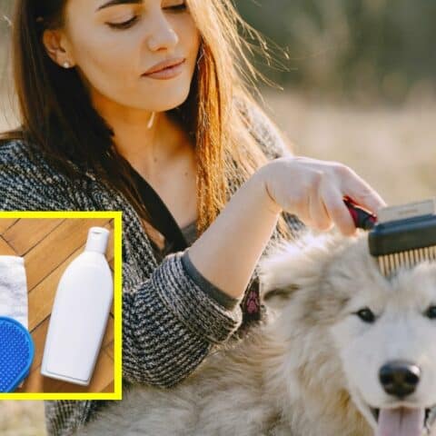 Cómo evitar que tu perro suelte mucho pelo