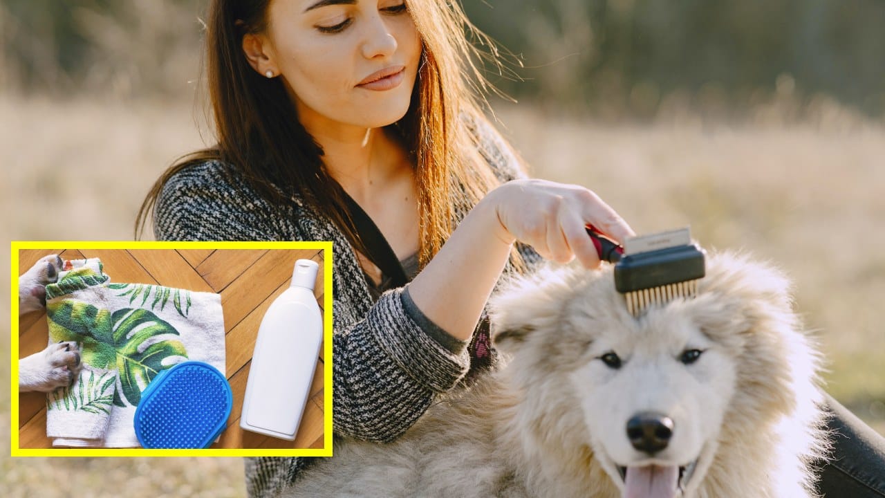 Cómo evitar que tu perro suelte mucho pelo