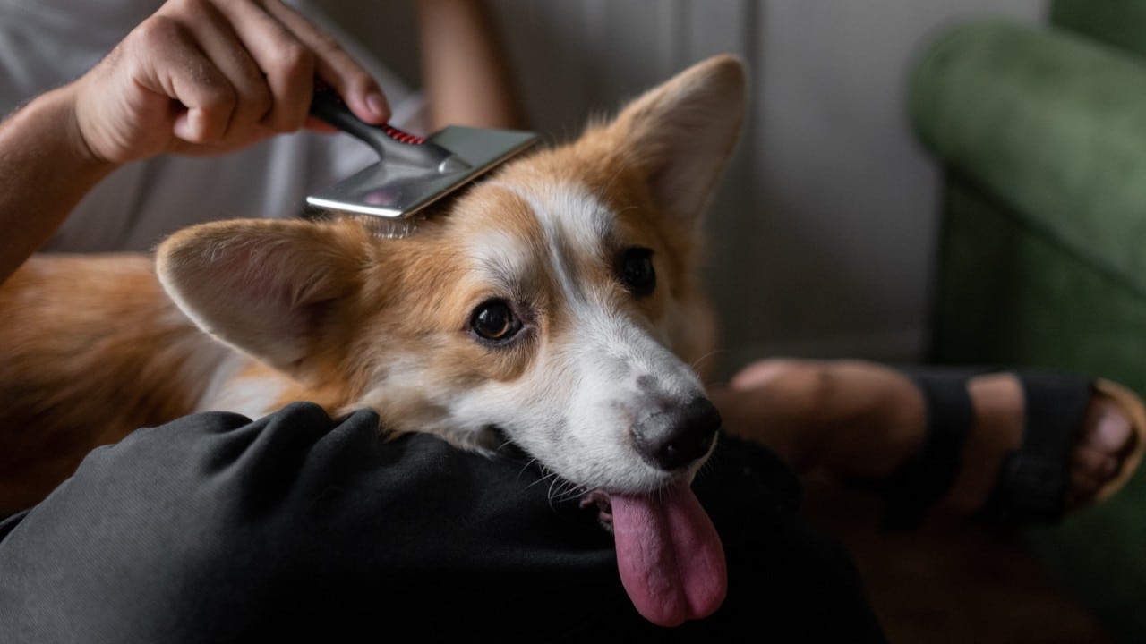 Cómo evitar que tu perro suelte mucho pelo