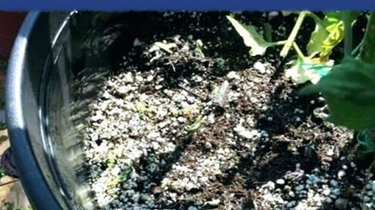 plantas mueran en invierno