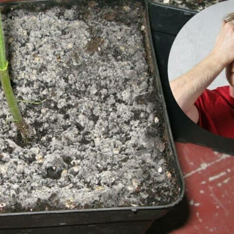 Cómo evitar que tus plantas se pudran o les salga moho en época de frío