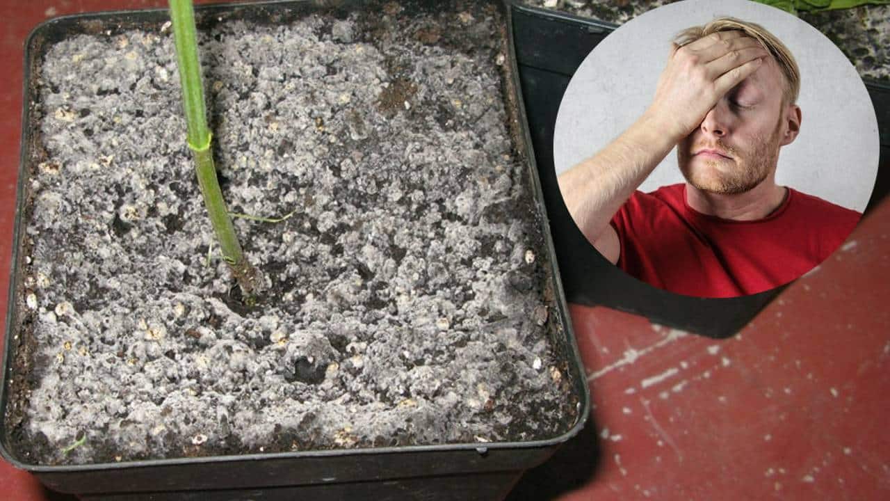 Cómo evitar que tus plantas se pudran o les salga moho en época de frío