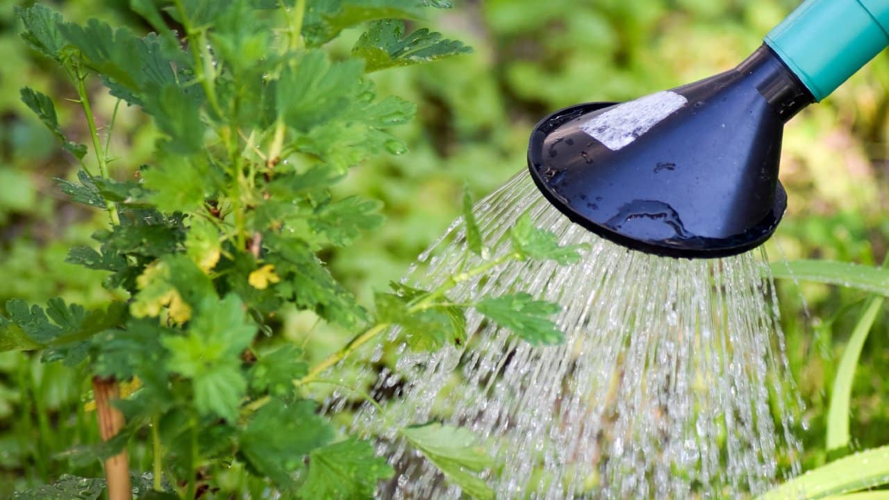 Cómo hacer fertilizante de papa