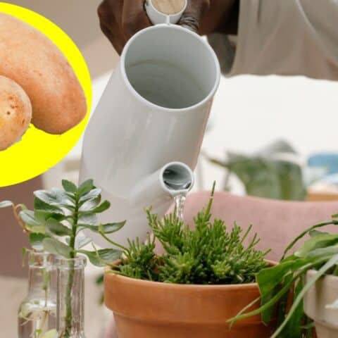 Cómo hacer fertilizante de papa