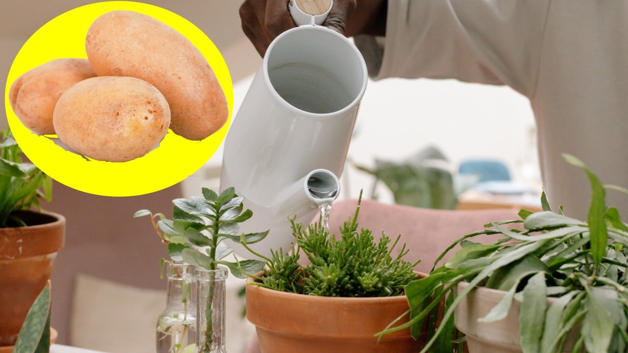 Cómo hacer fertilizante de papa