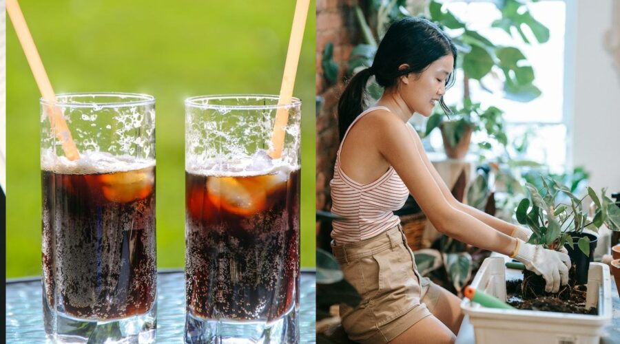 abono casero con refresco