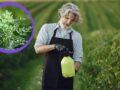 efectivo insecticida con ruda