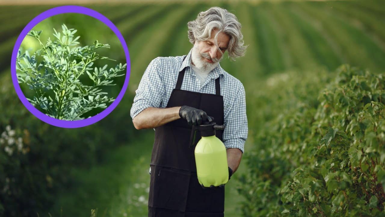 efectivo insecticida con ruda