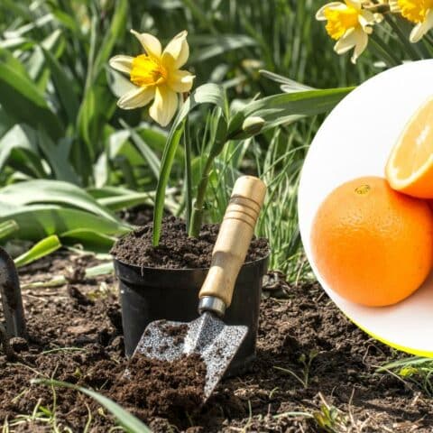 Repelente de naranjas para plantas