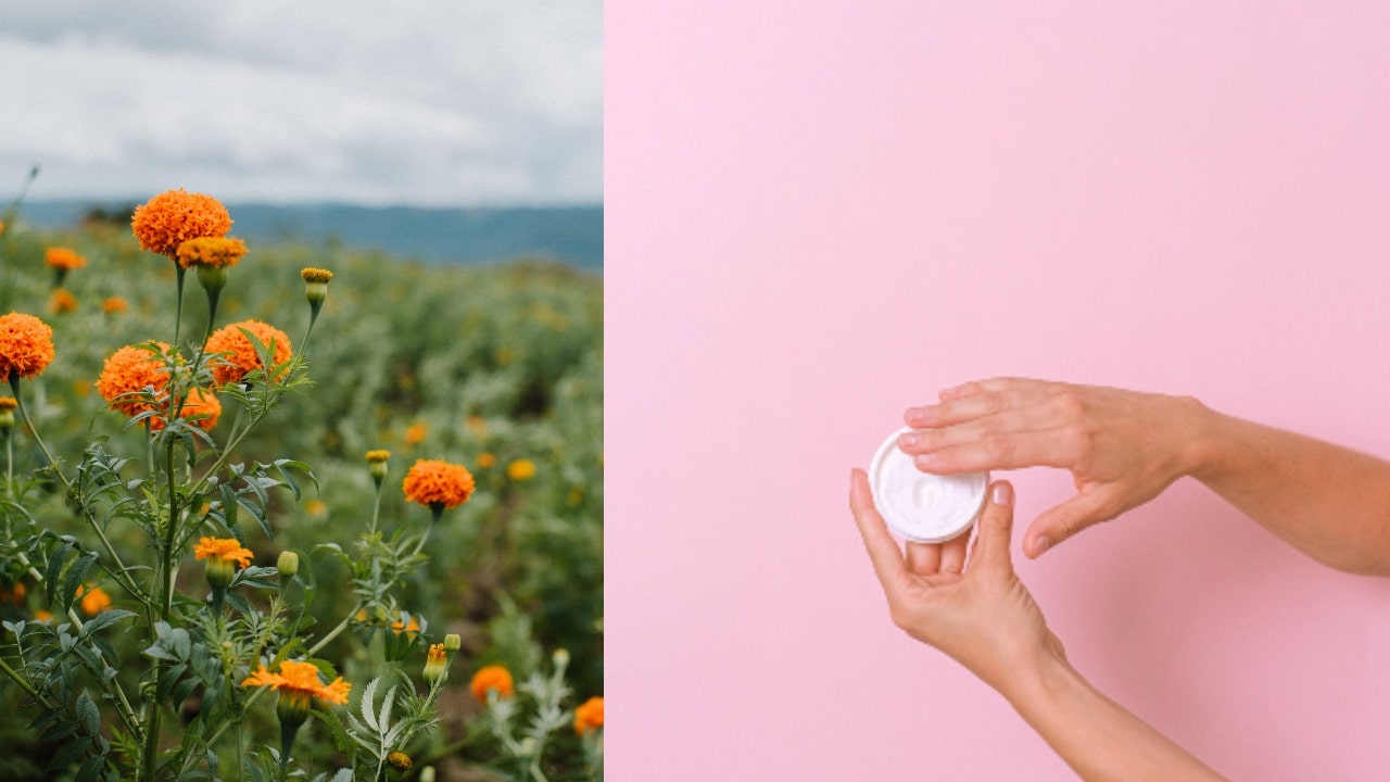 crema antiarrugas de flor de cempasuchil