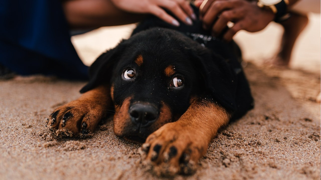 alejar las malas energías de tus animalitos de compañía