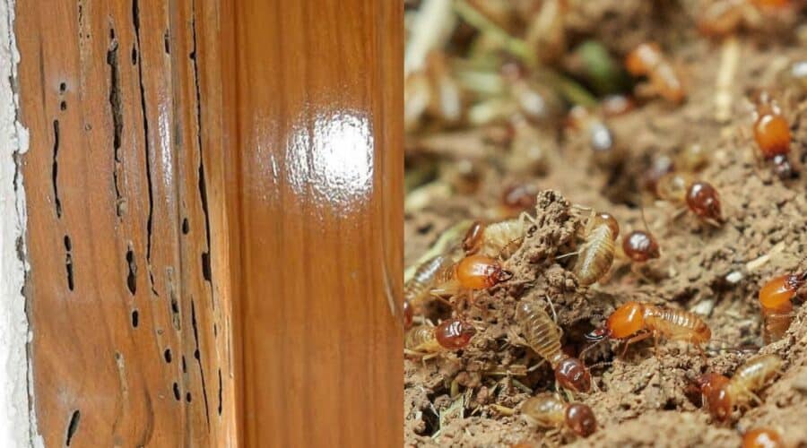 Cómo identificar si tienes termitas, polillas o carcoma