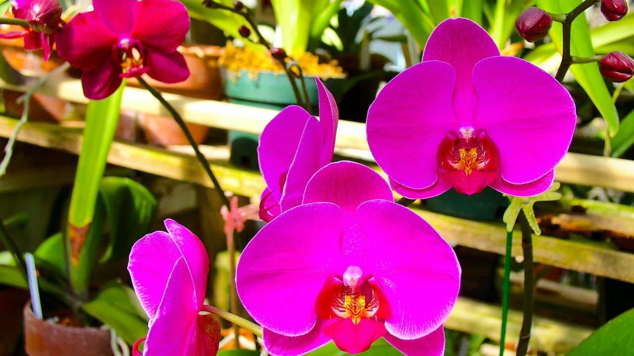 orquídeas vivan por más tiempo