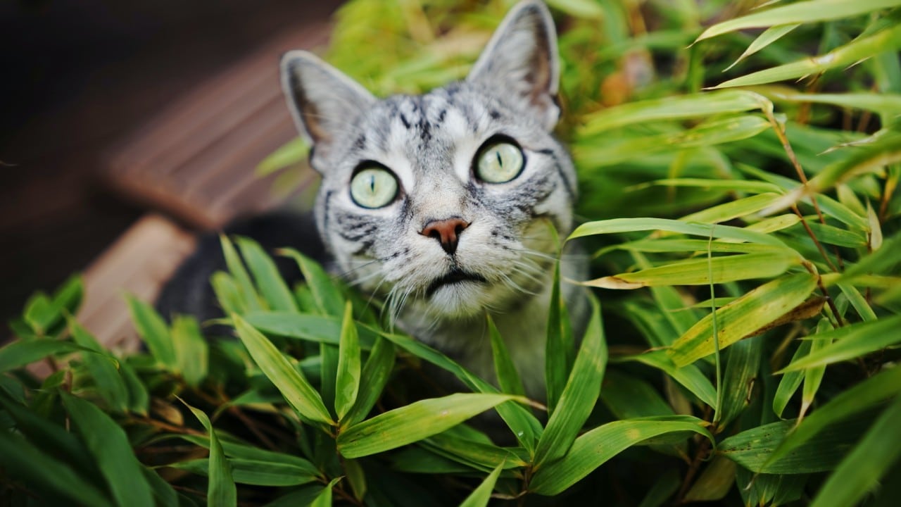 Cómo quitar la orina de gato de las macetas