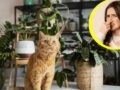 Cómo quitar la orina de gato de las macetas