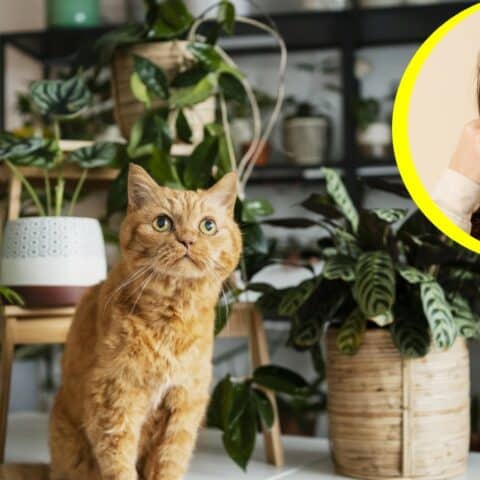 Cómo quitar la orina de gato de las macetas