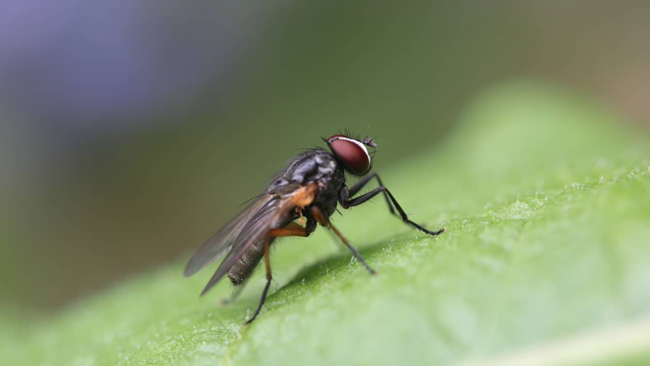 enfermedades transmiten las moscas