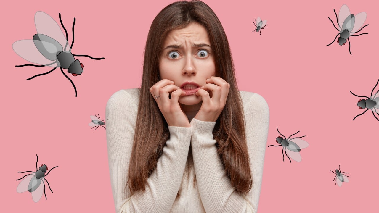 enfermedades transmiten las moscas