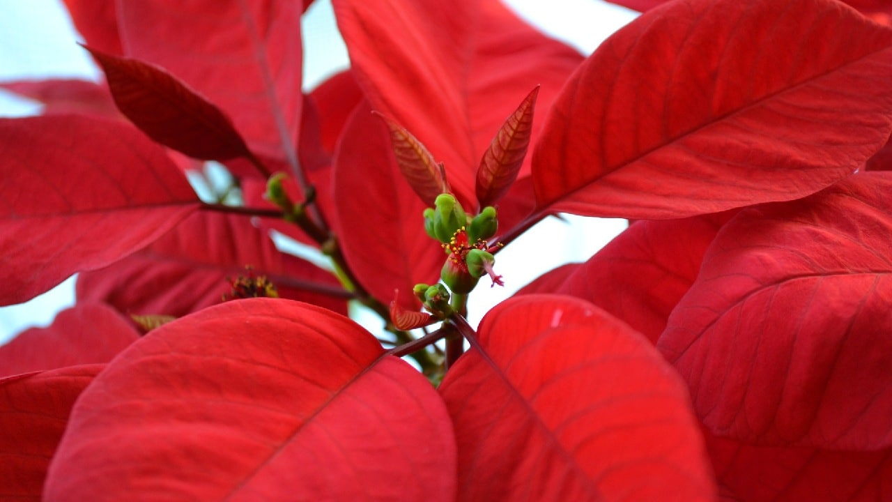 donde comprar flor de nochebuena