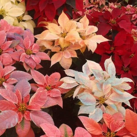 donde comprar nochebuenas cdmx