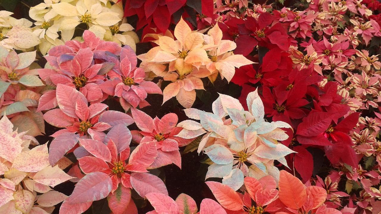 donde comprar nochebuenas cdmx