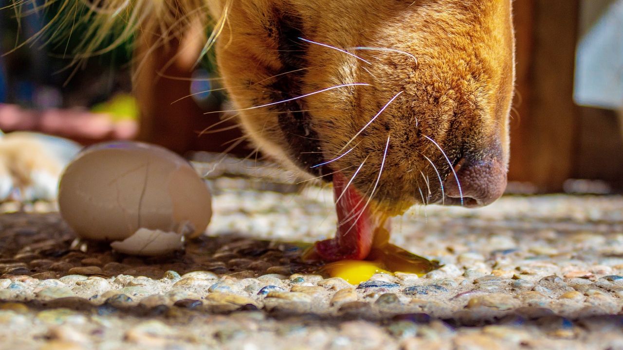 El huevo es bueno para los perros