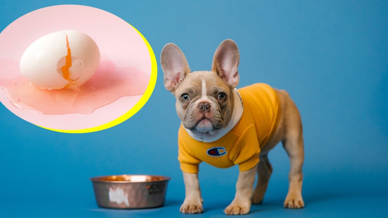 El huevo es bueno para los perros