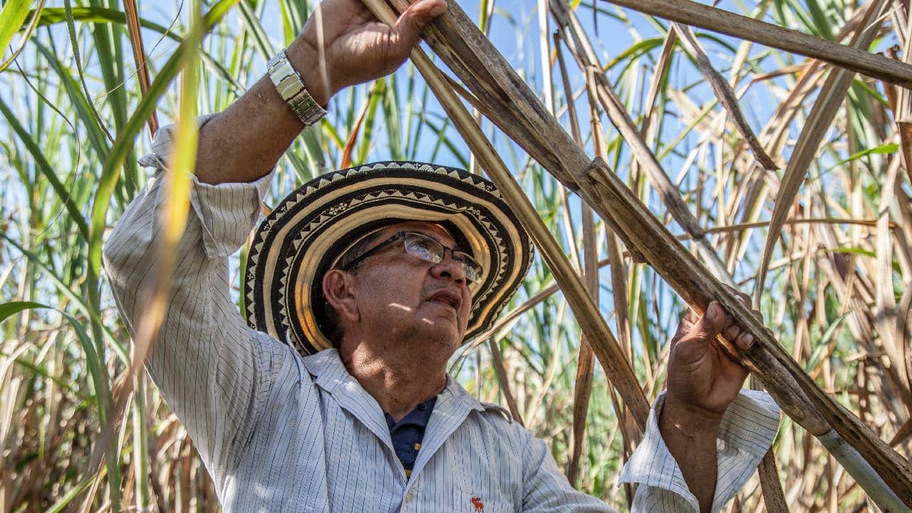 como manipular cana arco ofrenda