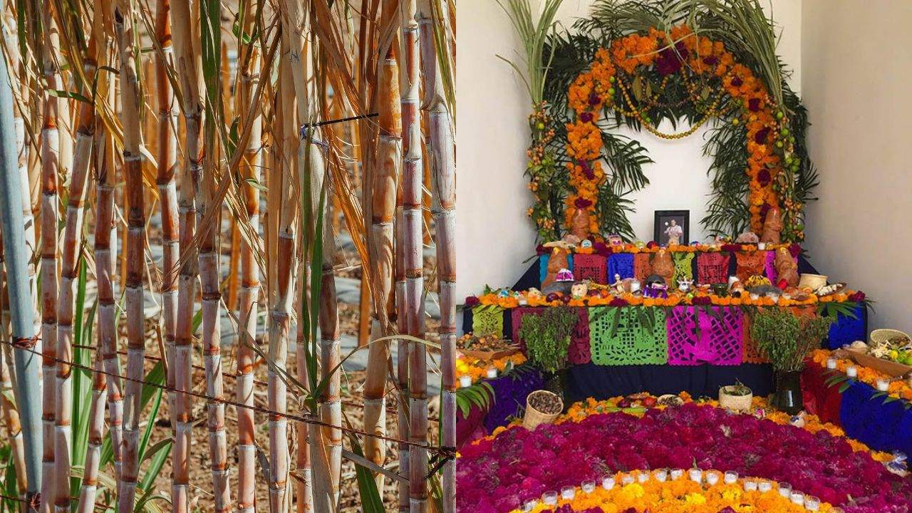 como hacer arco de canas sin lastimarte