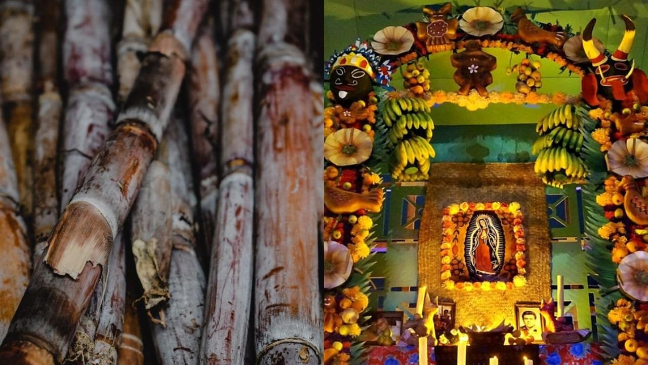 arco de canas dia de muertos