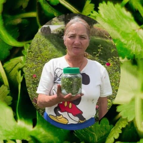 conservar el cilantro fresco