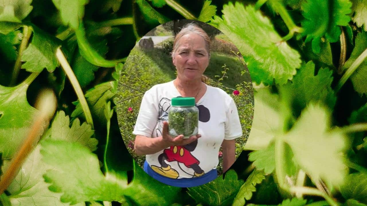 conservar el cilantro fresco