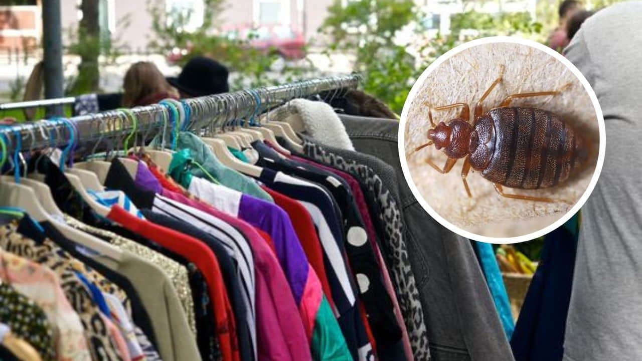 evitar ropa de paca chinches