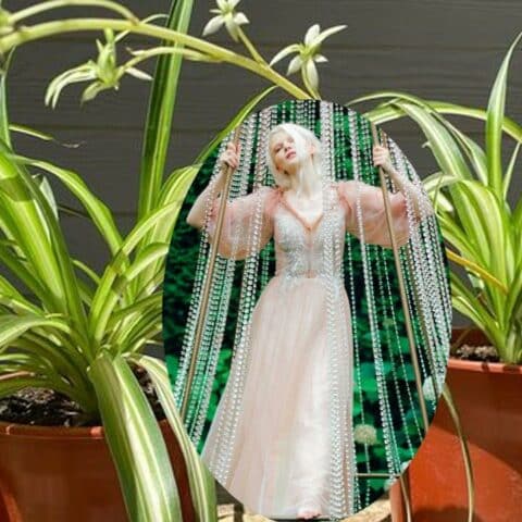 historia de la planta "Lazo de amor"