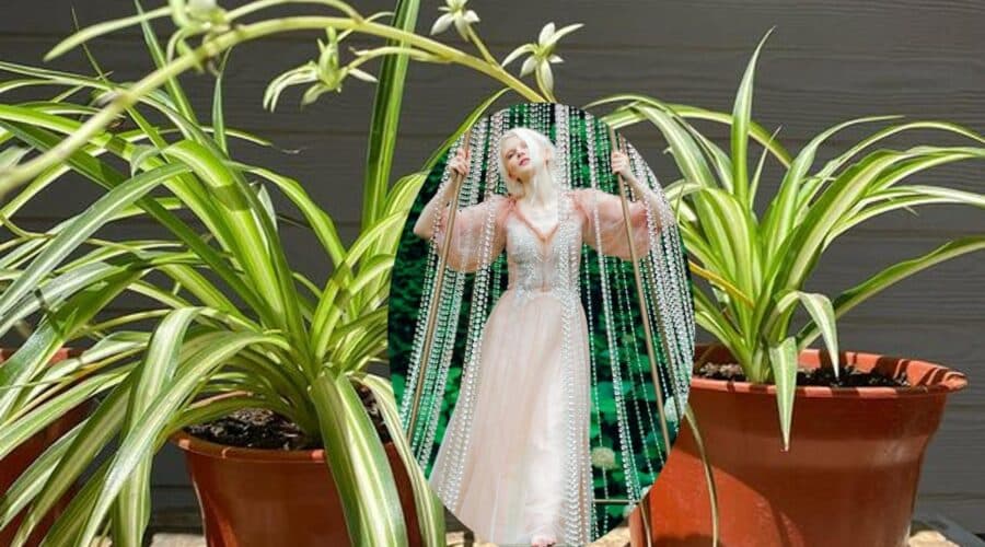 historia de la planta "Lazo de amor"