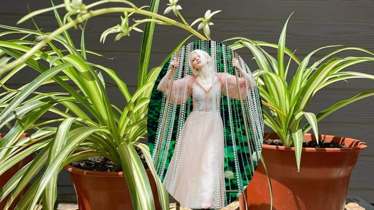 historia de la planta "Lazo de amor"