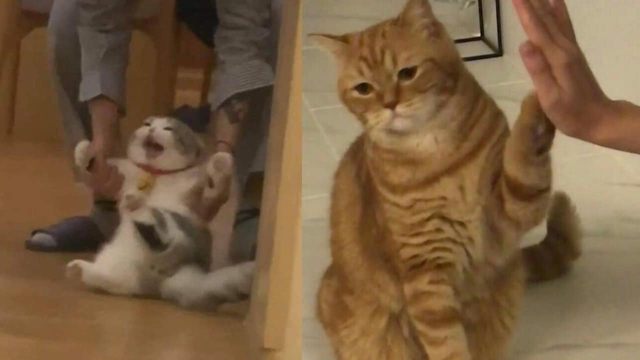 Qué piensa tu gato de ti