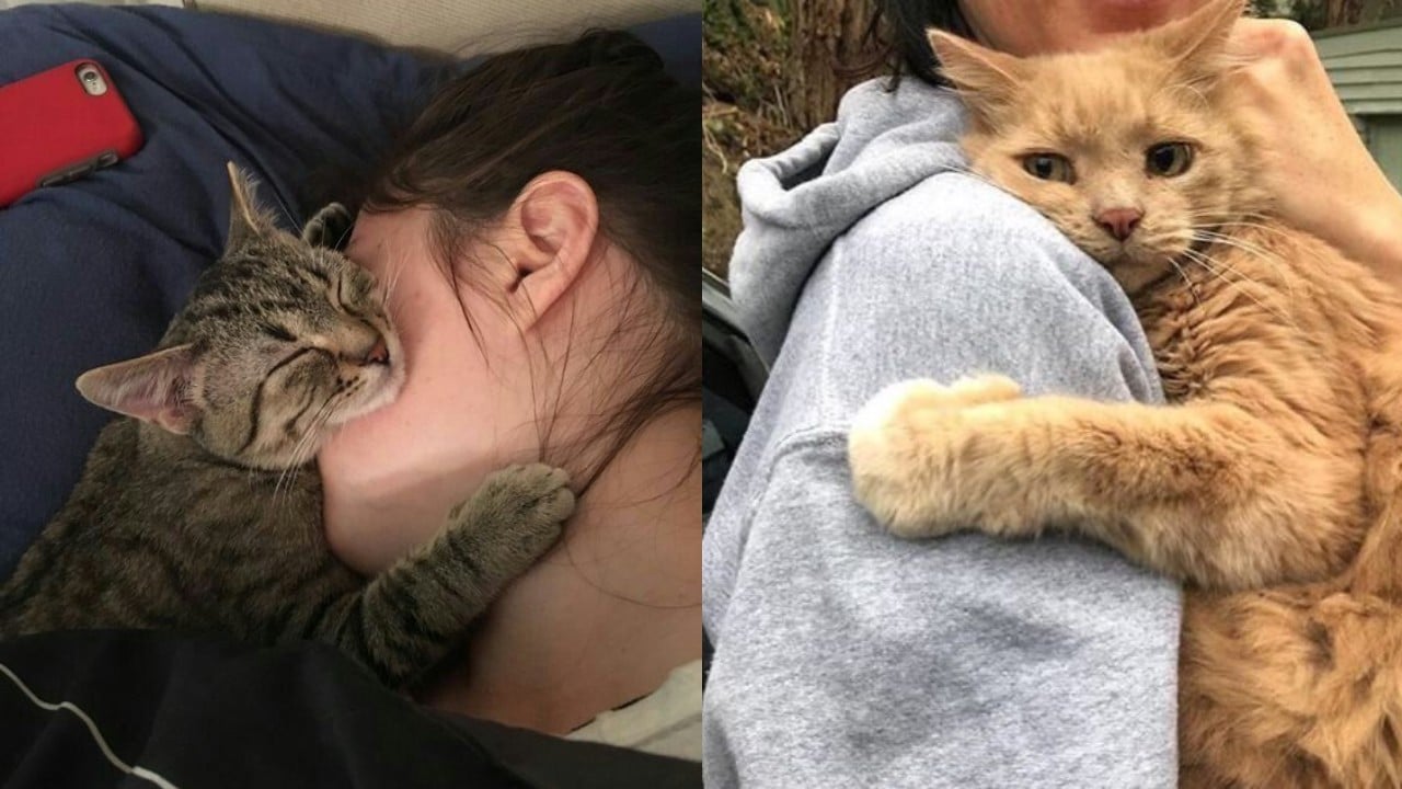 Qué piensa tu gato de ti