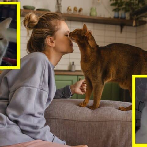 Qué piensa tu gato de ti