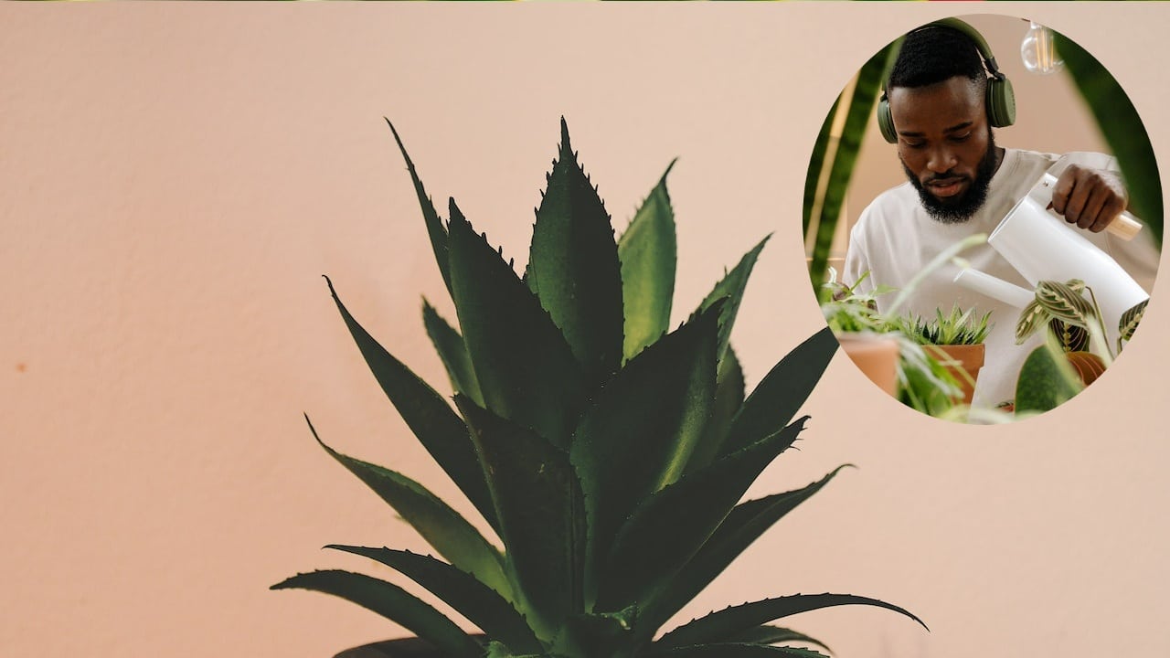 Evita ahogar a tu planta de aloe vera