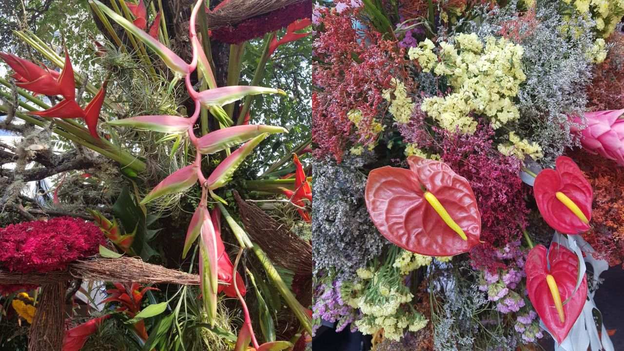 festival de flores de polanco