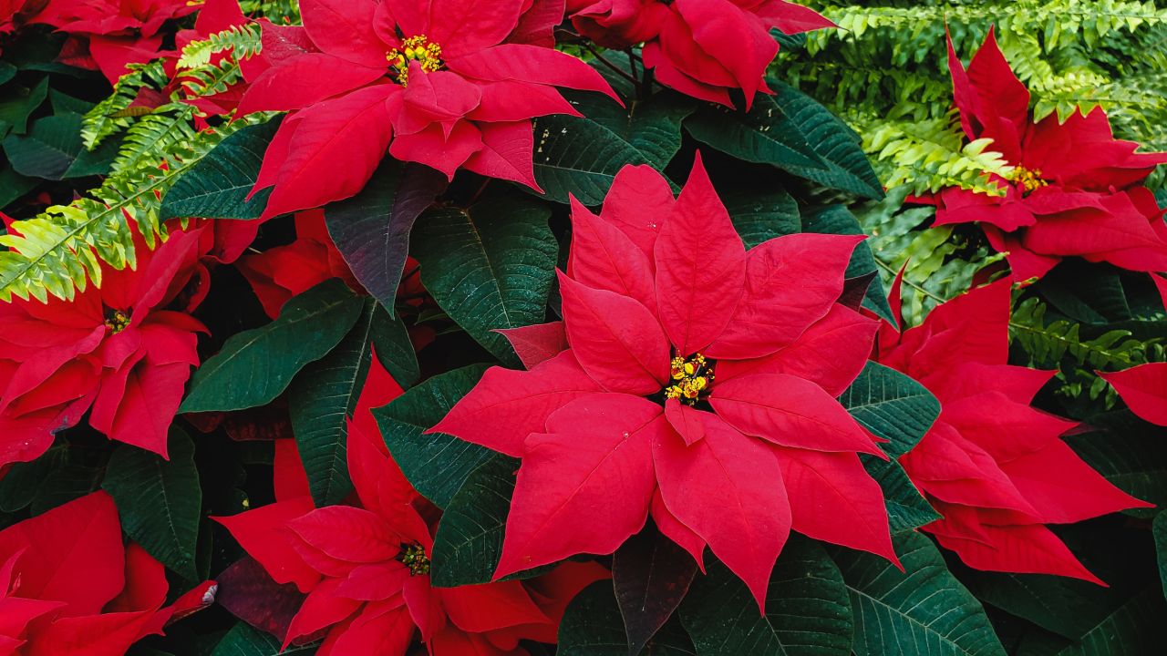 Fertilizar tu flor de Nochebuena