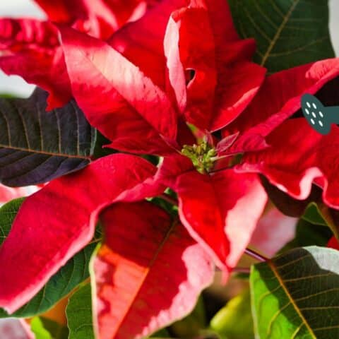 Fertilizar tu flor de Nochebuena