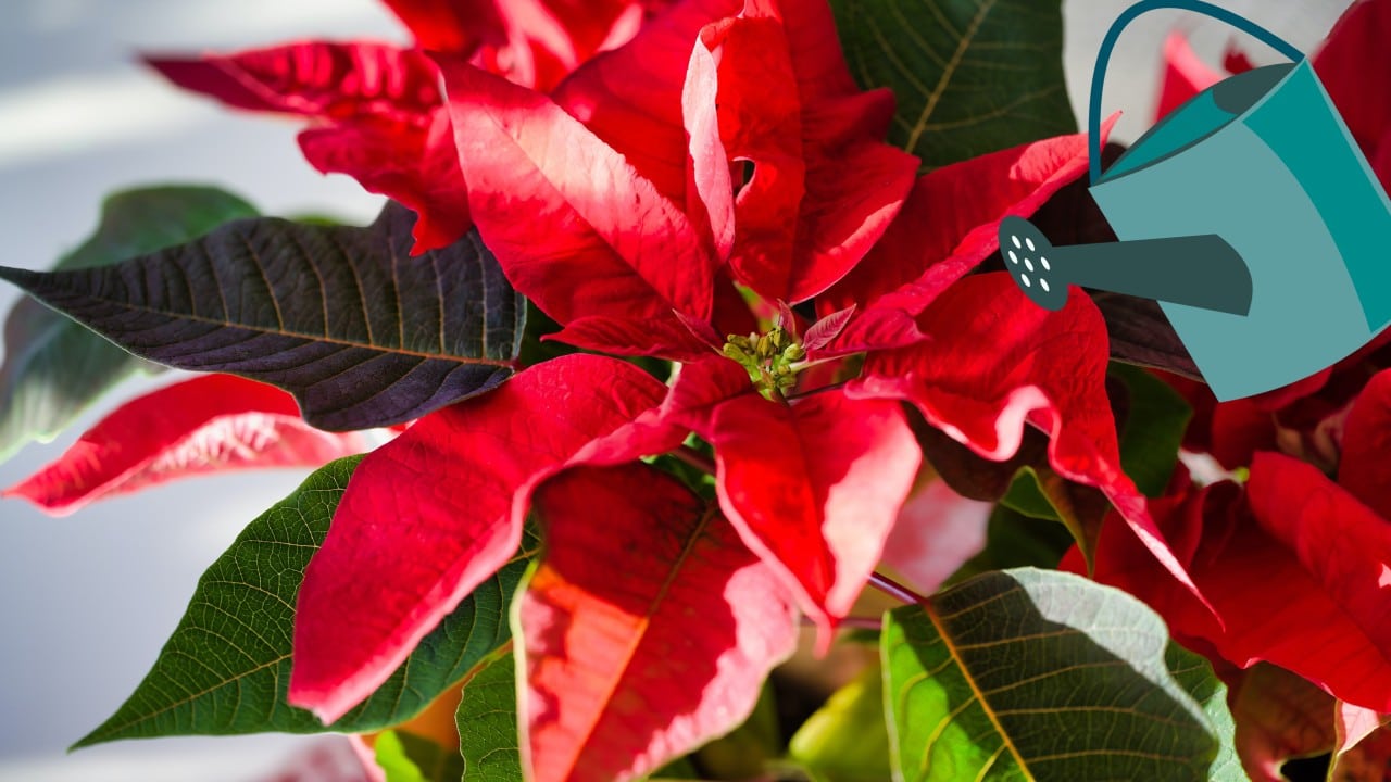 Fertilizar tu flor de Nochebuena