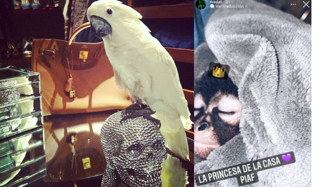 La colección de animales exóticos de Belinda